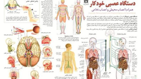 عکس تصاویر آناتومی بدن انسان