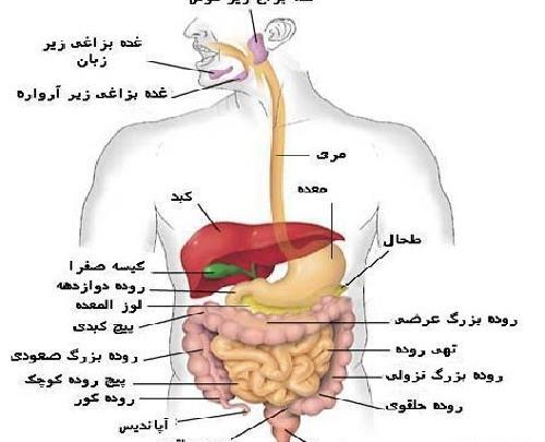 عکس تصاویر آناتومی بدن انسان