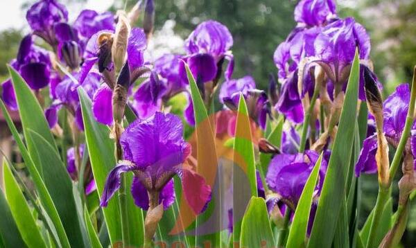 عکس گلهای بسیار زیبای جهان