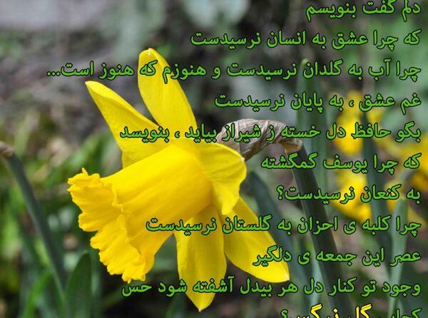 دانلود عکس نوشته گل نرگس