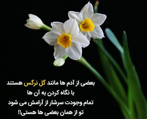 دانلود عکس نوشته گل نرگس
