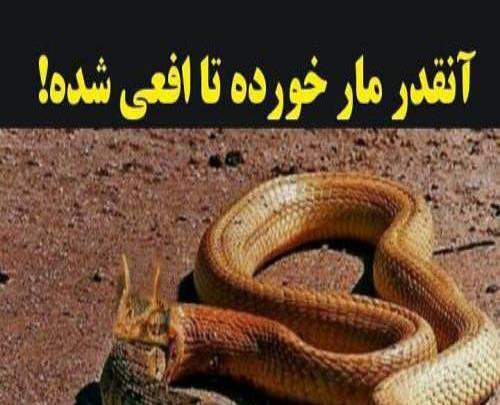 عکس ضرب المثل مار