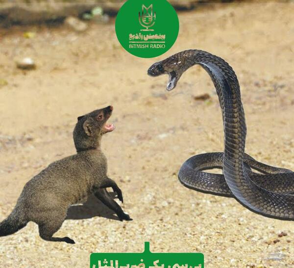 عکس ضرب المثل مار