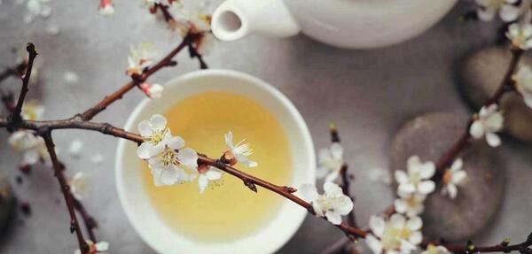 عکس چای سفید چیست