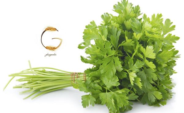 عکس دانه جعفری