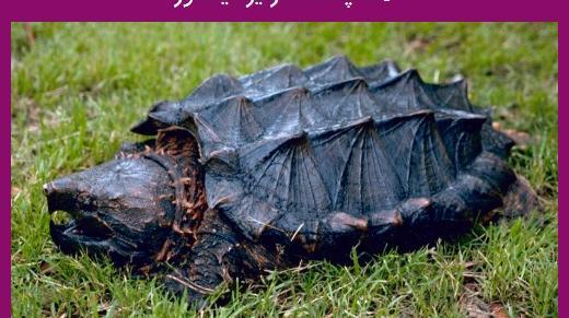 عکس لاک پشت معمولی