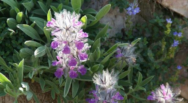 عکس چای صحرایی