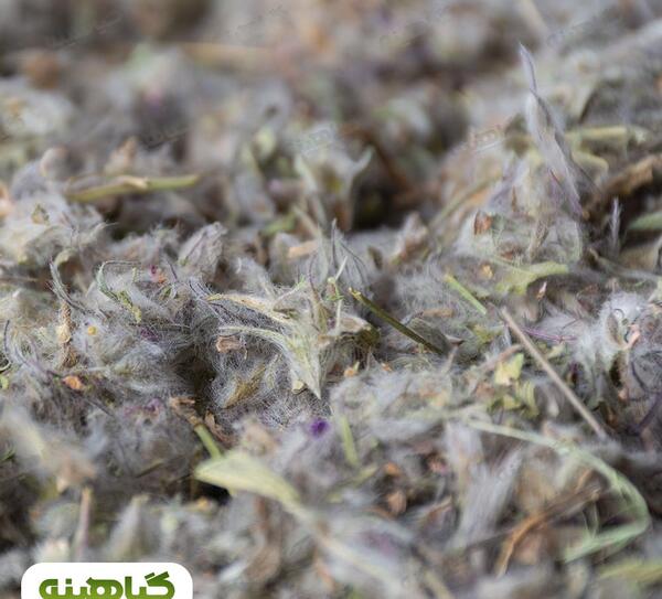 عکس چای صحرایی