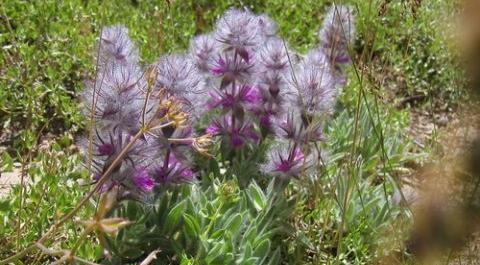 عکس چای صحرایی