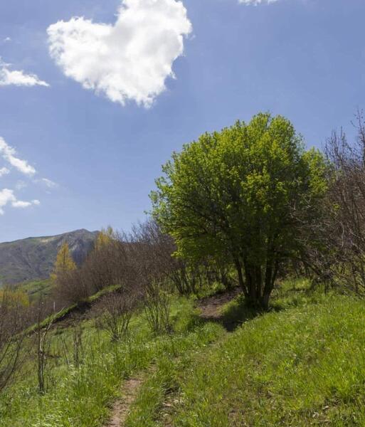 عکس طبیعت معمولی