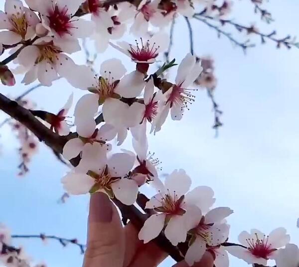 عکس شکوفه و دست