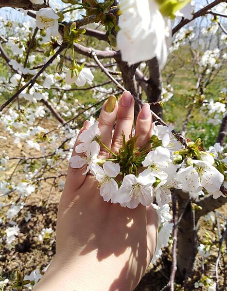 عکس شکوفه و دست