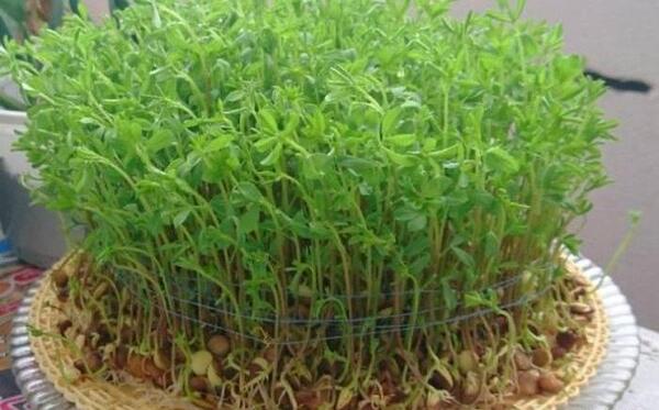 عکس کاردستی سبزه ی عید