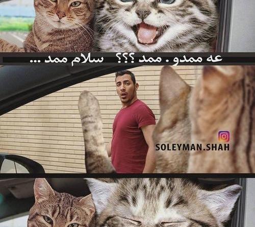 عکس جالب گربه ها