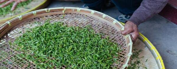 عکس چای سبز چینی