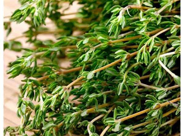 عکس انواع آویشن