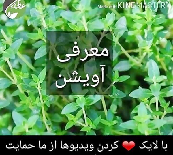 عکس انواع آویشن