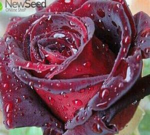 عکس گل رز ژولیت