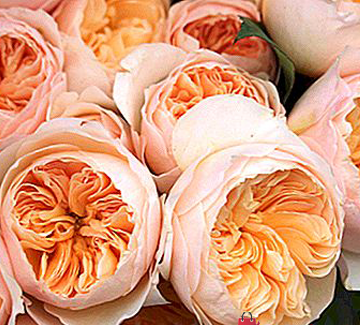 عکس گل رز ژولیت