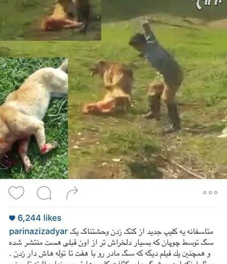 عکس حیوانات جدید