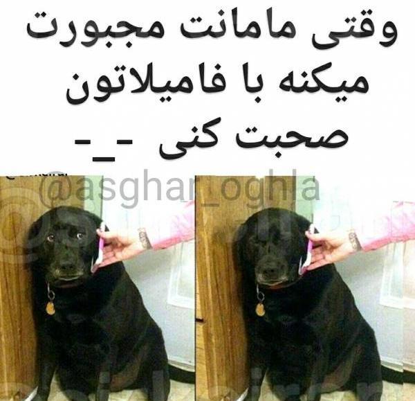 عکس های خنده دار سگ ها