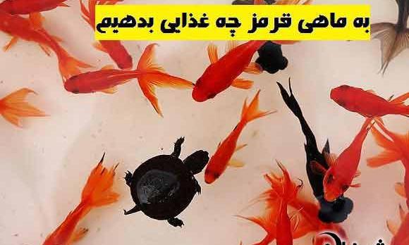عکس غذا ماهی قرمز