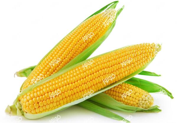 عکس طنز ذرت