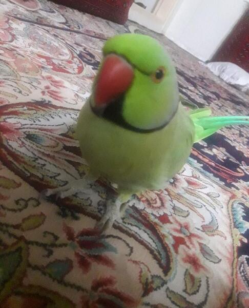 عکس طوطی ملنگو