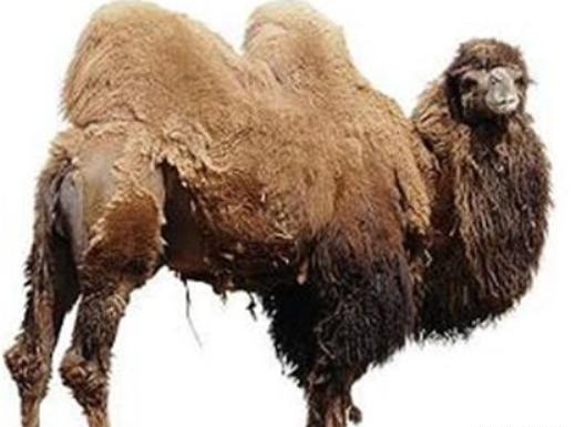عکس خنده دار شتر