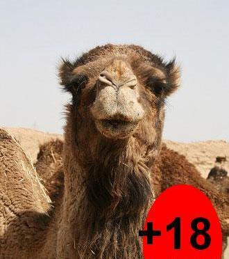 عکس خنده دار شتر