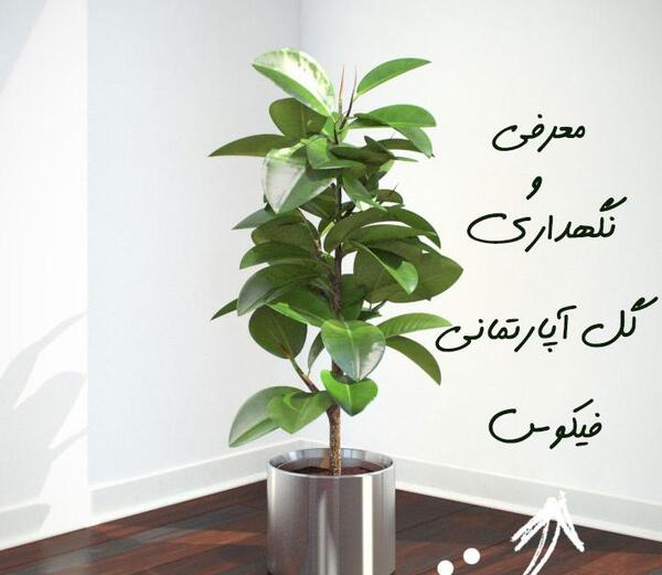 عکس گل فیکوس