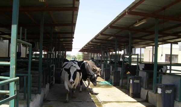 عکس گاو جرسی