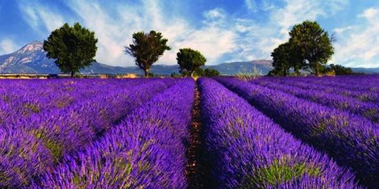 عکس منظره رنگ بنفش