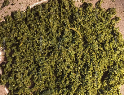 عکس سبزی قورمه سرخ شده