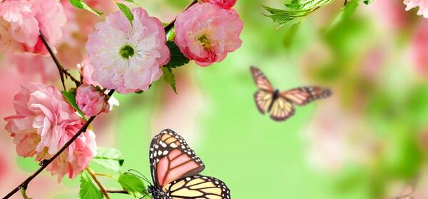 عکس بهاری صفحه گوشی