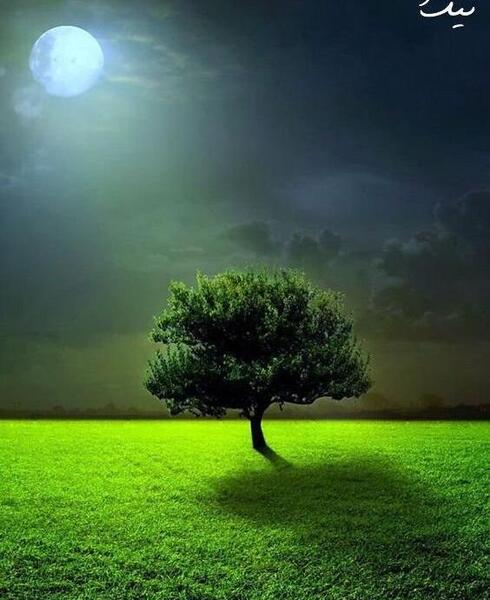 عکس های رمانتیک از طبیعت