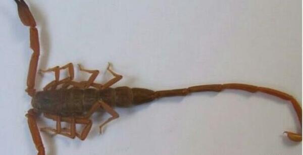 عکس مهران شاهی
