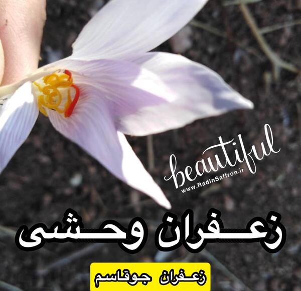 عکس گیاه جو قاسم