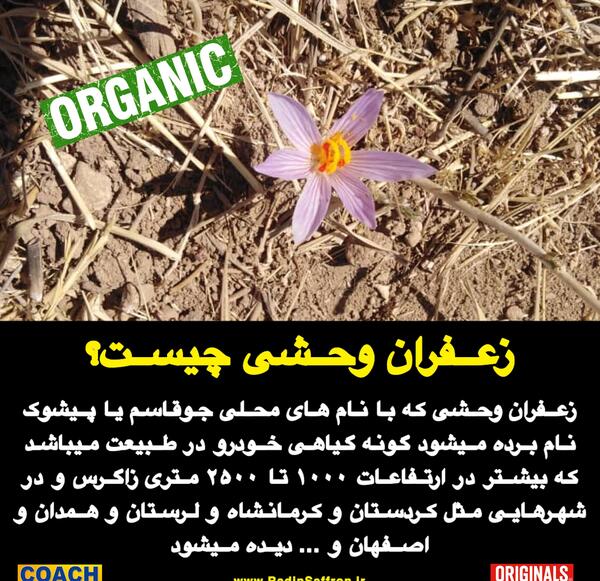 عکس گیاه جو قاسم