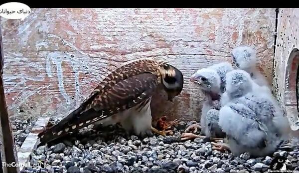 عکس شاهین معمولی