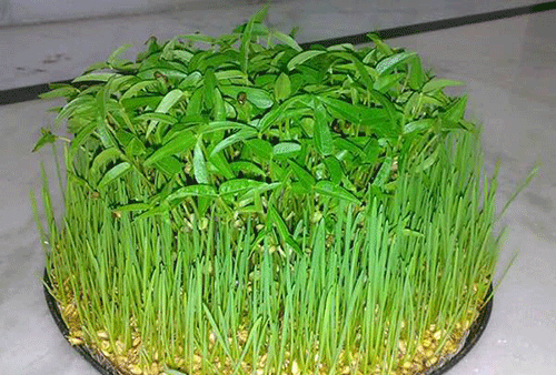 عکس سبزه های عید نوروز
