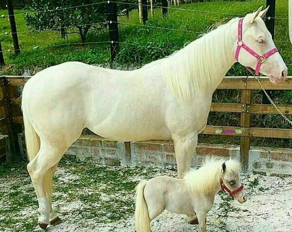 عکس بچه اسب