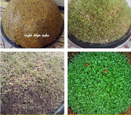 عکس تصاویر سبزه عید با خاکشیر