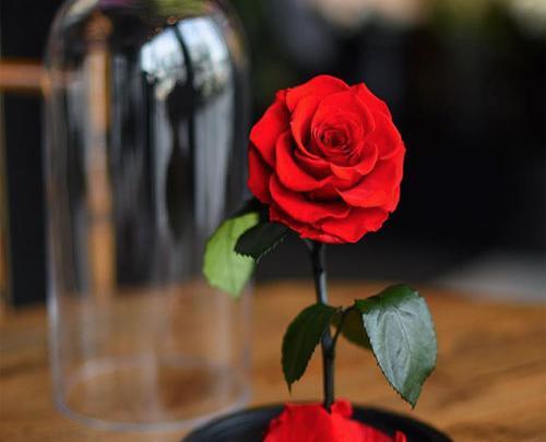 عکس گل طبیعی برای پروفایل واتساپ