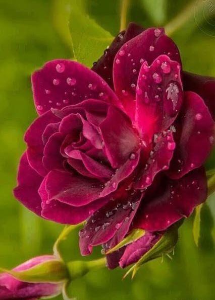 عکس گل طبیعی برای پروفایل واتساپ