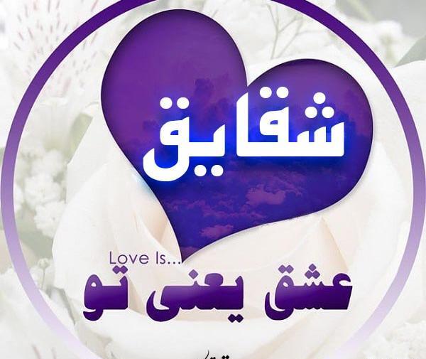 عکس شقایق عاشقانه