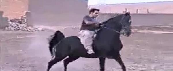 عکس اسب کردی