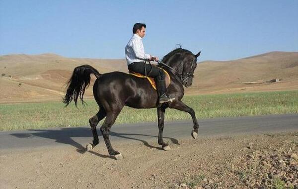 عکس اسب کردی