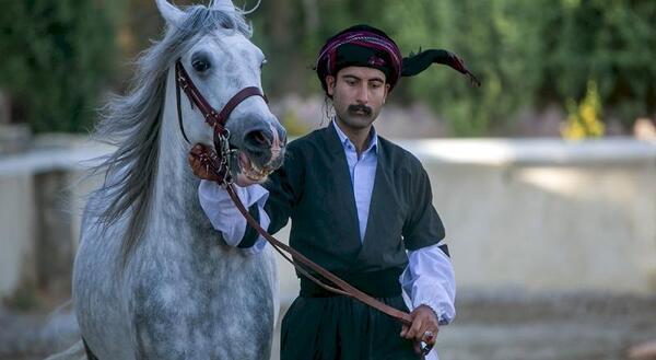 عکس اسب کردی