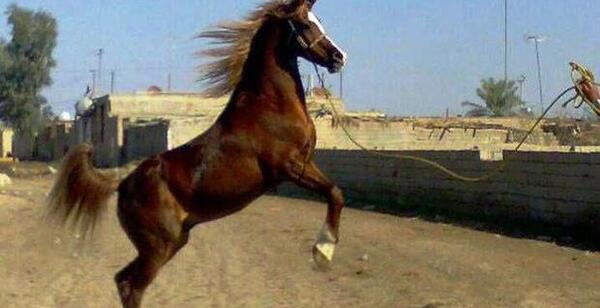 عکس اسب کردی